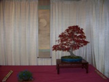 Professional bonsai exhibit MABS 2011 PIE